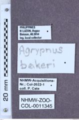 Etikett zu Agrypnus bakeri (Fleutiaux, 1916)